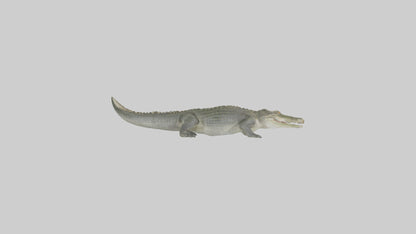 Nile Crocodile basking model VR / AR / low-poly