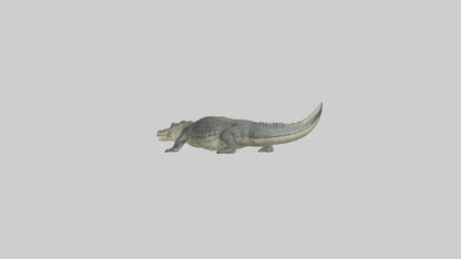 Nile Crocodile basking model VR / AR / low-poly