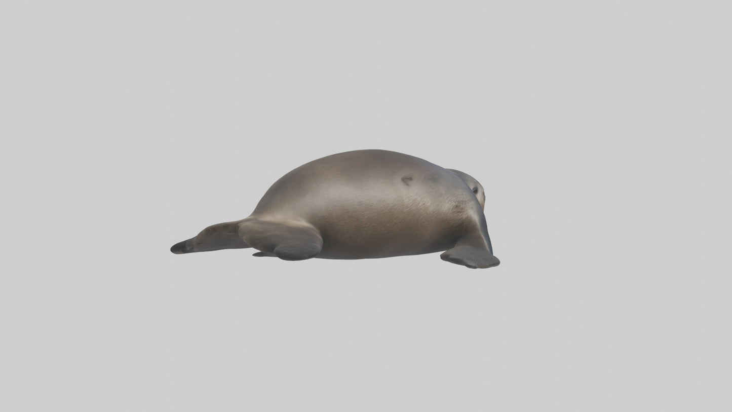3D model Northern Fur Seal sunbathing model VR / AR / low-poly