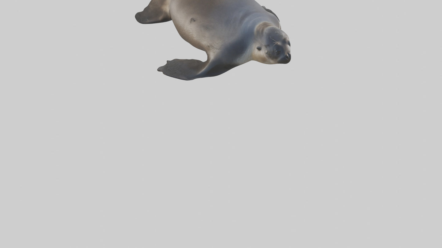 3D model Northern Fur Seal sunbathing model VR / AR / low-poly