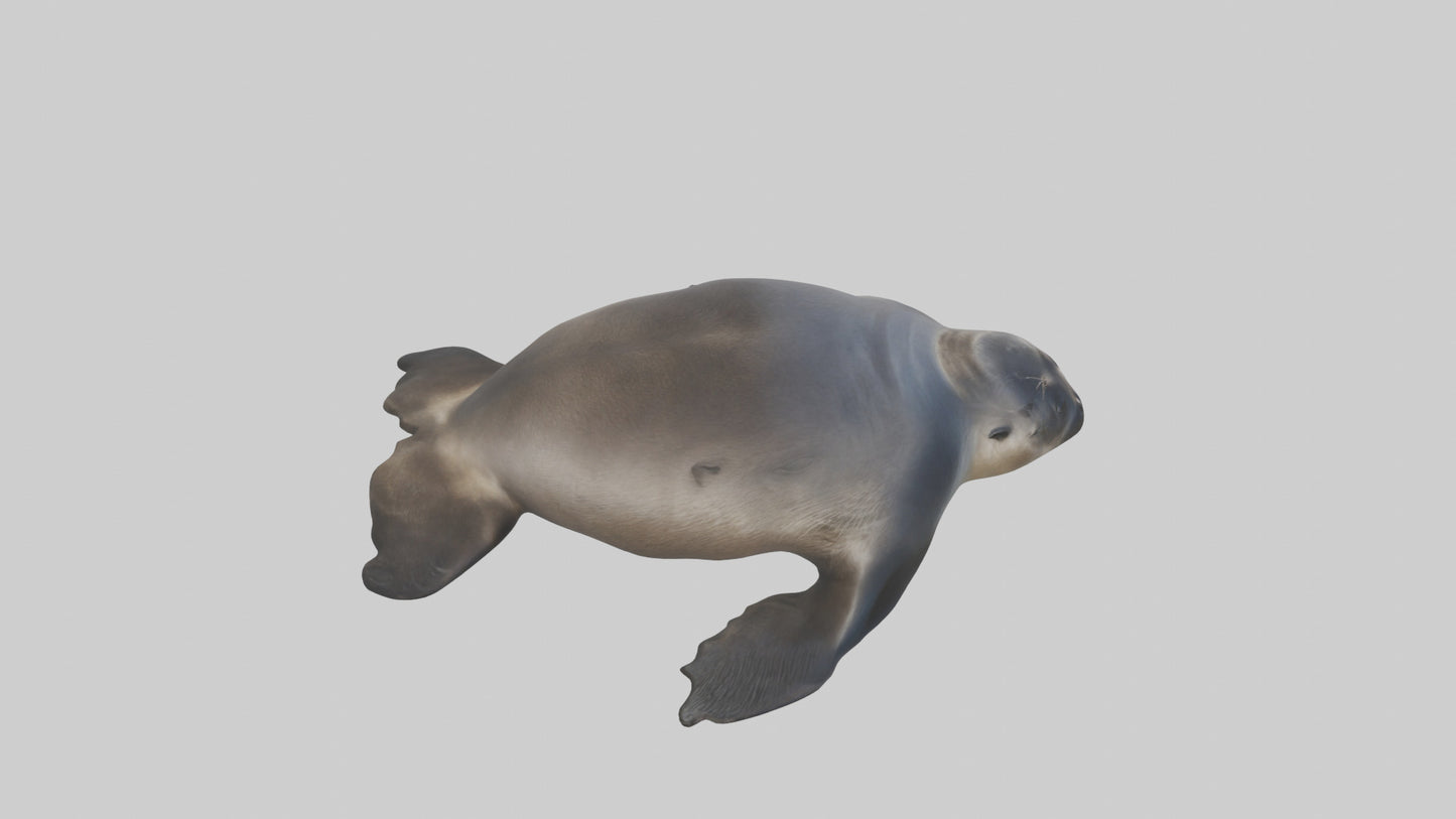 3D model Northern Fur Seal sunbathing model VR / AR / low-poly