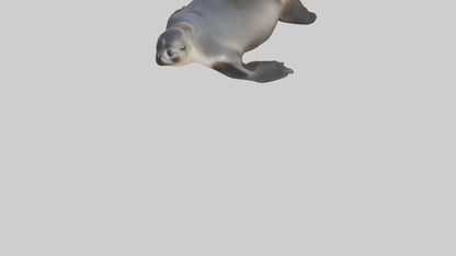3D model Northern Fur Seal sunbathing model VR / AR / low-poly