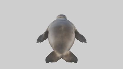3D model Northern Fur Seal sunbathing model VR / AR / low-poly