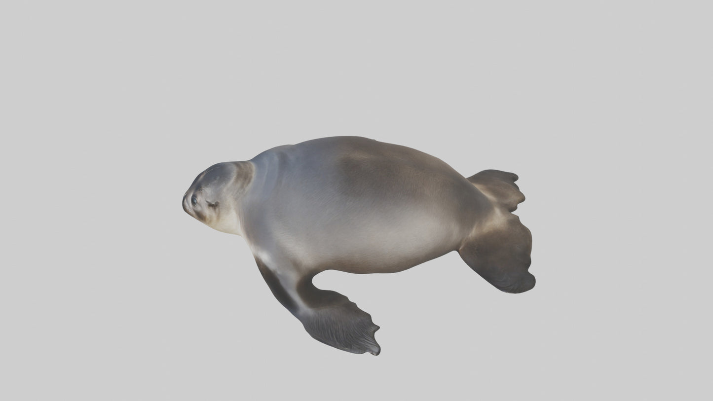 3D model Northern Fur Seal sunbathing model VR / AR / low-poly