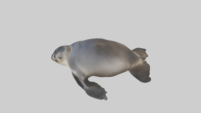 3D model Northern Fur Seal sunbathing model VR / AR / low-poly