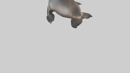 3D model Northern Fur Seal sunbathing model VR / AR / low-poly