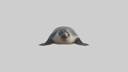 3D model Northern Fur Seal sunbathing model VR / AR / low-poly