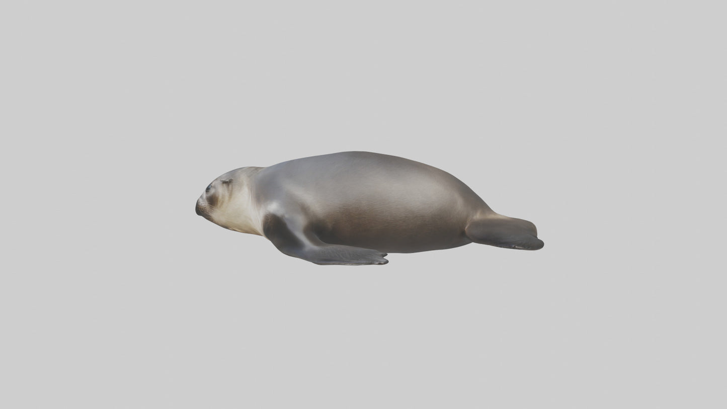 3D model Northern Fur Seal sunbathing model VR / AR / low-poly