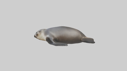 3D model Northern Fur Seal sunbathing model VR / AR / low-poly