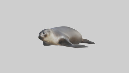 3D model Northern Fur Seal sunbathing model VR / AR / low-poly