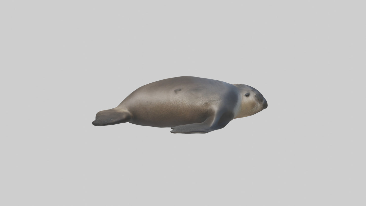 3D model Northern Fur Seal sunbathing model VR / AR / low-poly