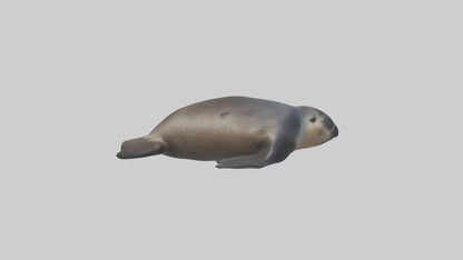 3D model Northern Fur Seal sunbathing model VR / AR / low-poly