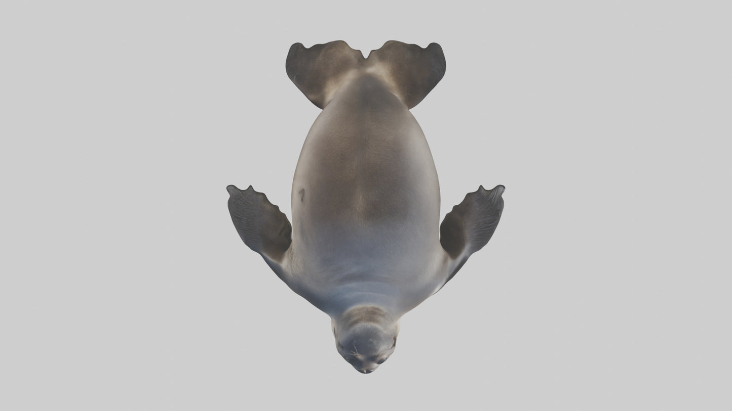 3D model Northern Fur Seal sunbathing model VR / AR / low-poly