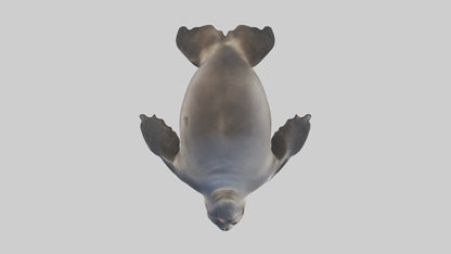 3D model Northern Fur Seal sunbathing model VR / AR / low-poly