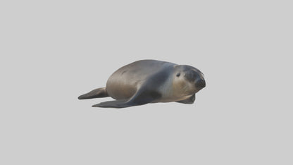 3D model Northern Fur Seal sunbathing model VR / AR / low-poly