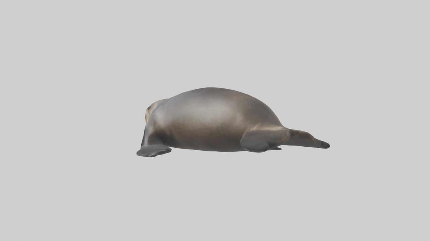 3D model Northern Fur Seal sunbathing model VR / AR / low-poly