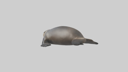 3D model Northern Fur Seal sunbathing model VR / AR / low-poly