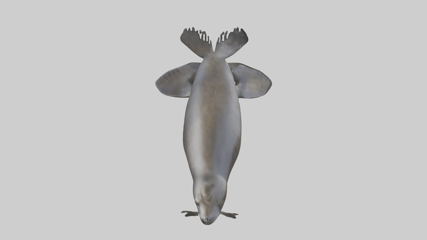 3D model Northern Fur Seal swimming model 2 VR / AR / low-poly