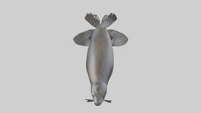 3D model Northern Fur Seal swimming model 2 VR / AR / low-poly