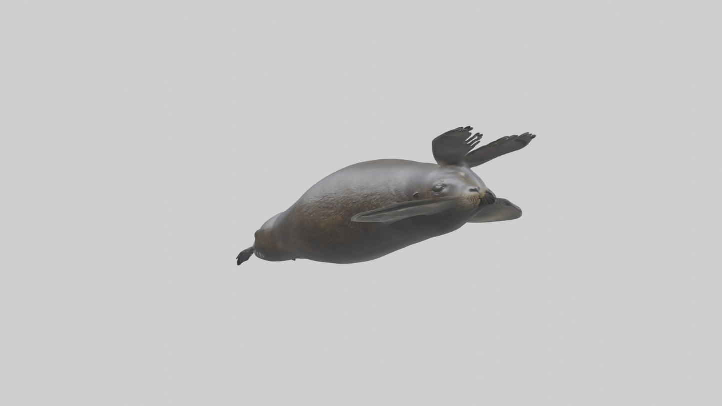 3D model Northern Fur Seal swimming model 2 VR / AR / low-poly