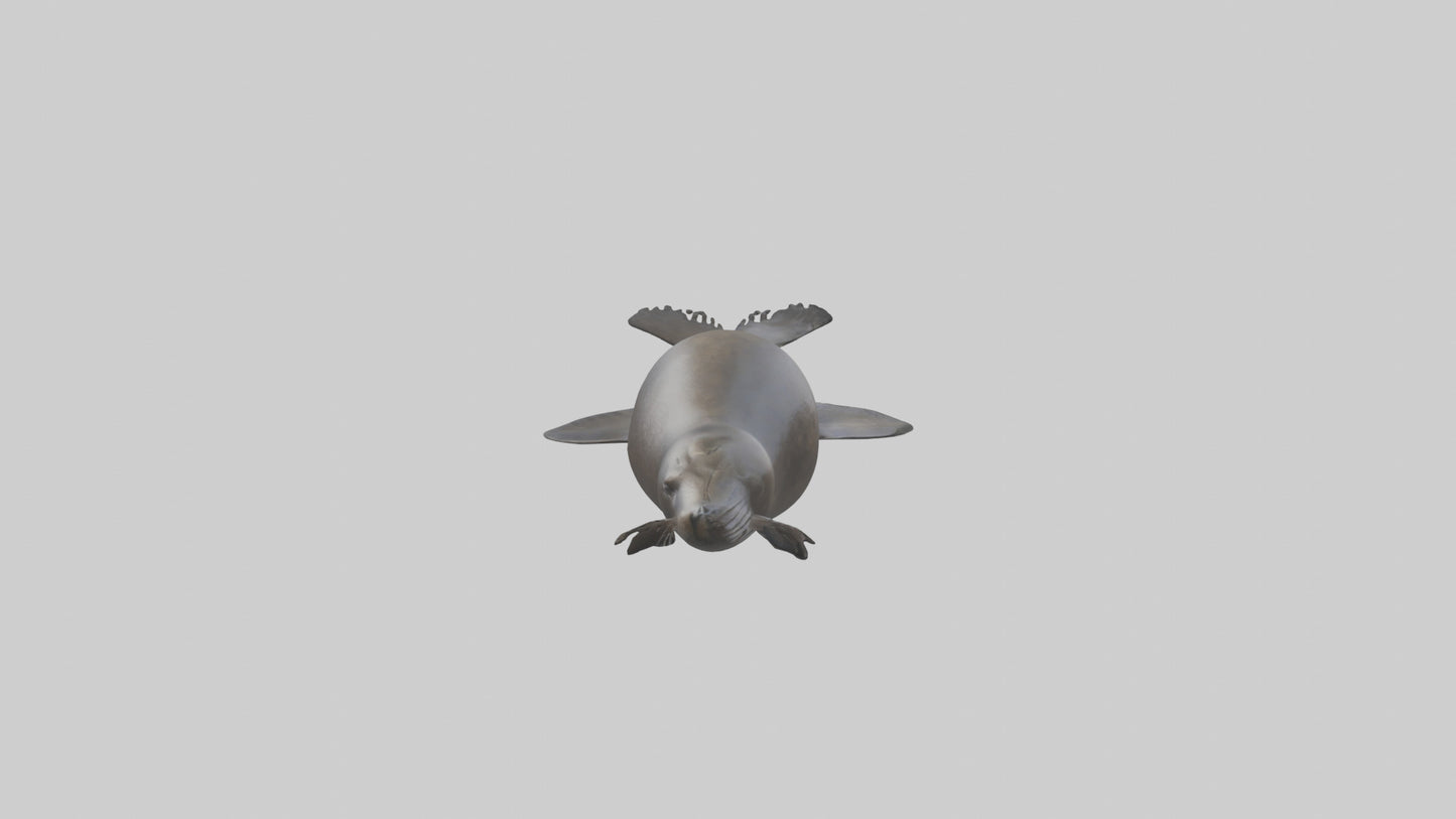 3D model Northern Fur Seal swimming model 2 VR / AR / low-poly
