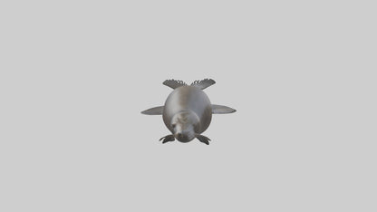 3D model Northern Fur Seal swimming model 2 VR / AR / low-poly
