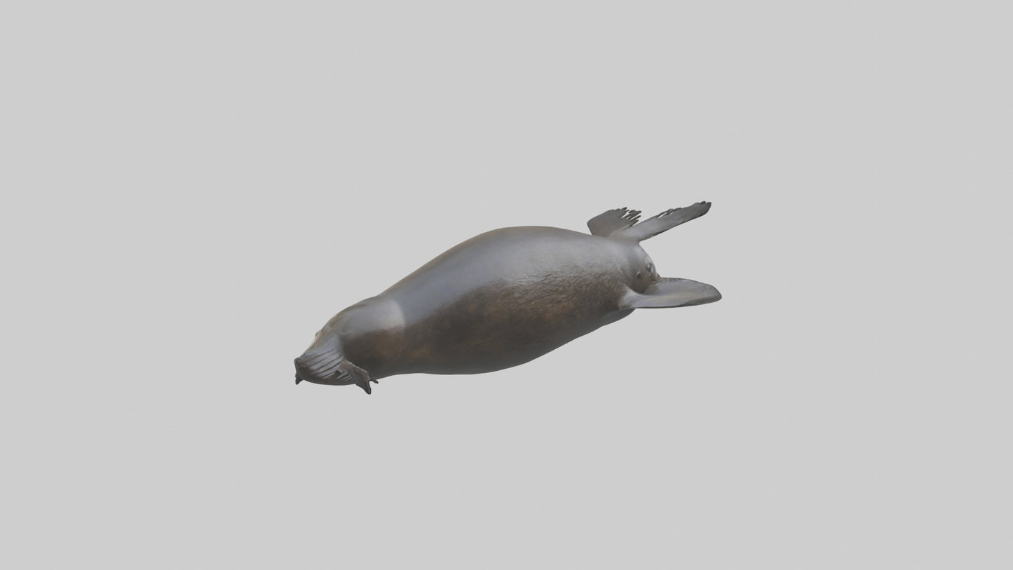 3D model Northern Fur Seal swimming model 2 VR / AR / low-poly