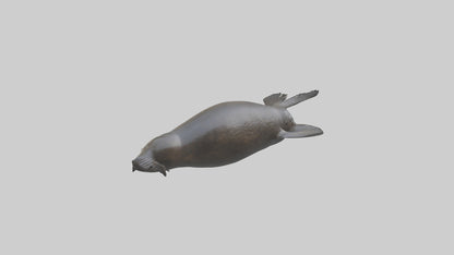 3D model Northern Fur Seal swimming model 2 VR / AR / low-poly