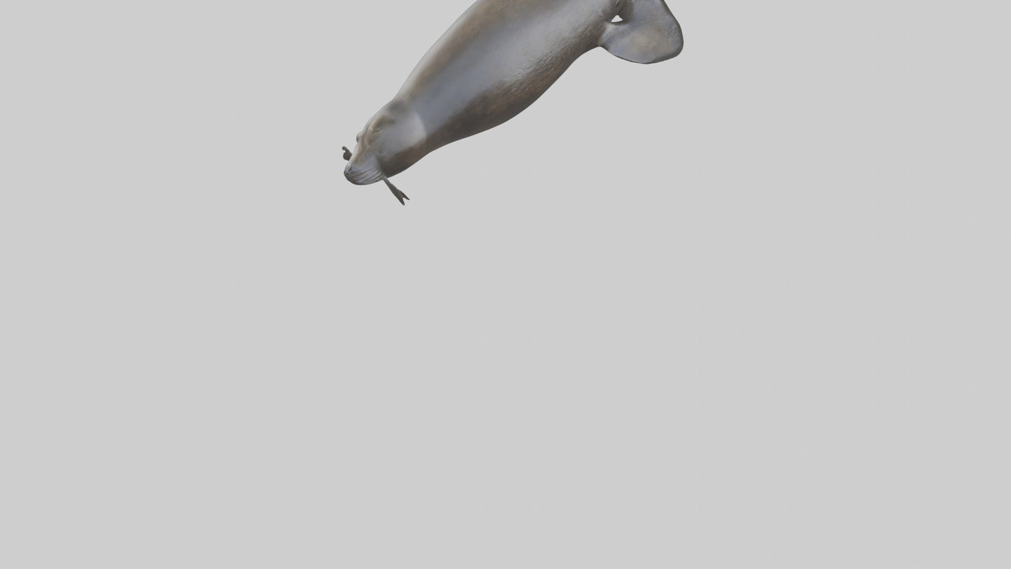 3D model Northern Fur Seal swimming model 2 VR / AR / low-poly