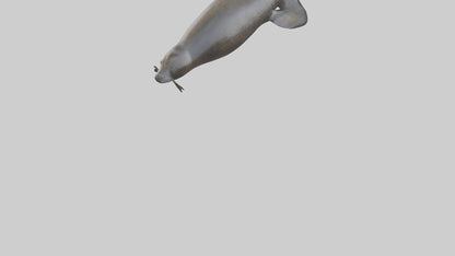 3D model Northern Fur Seal swimming model 2 VR / AR / low-poly