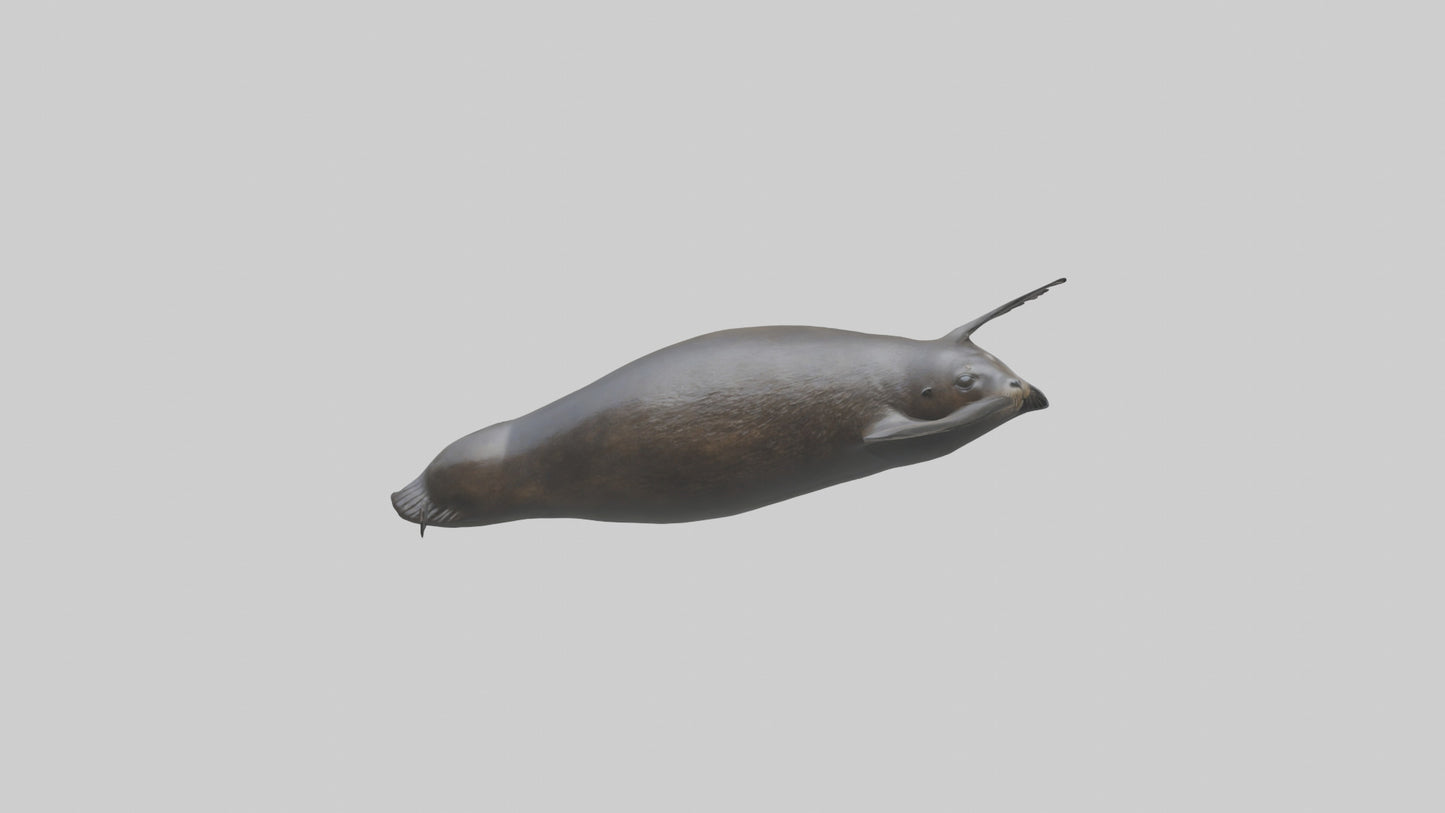 3D model Northern Fur Seal swimming model 2 VR / AR / low-poly