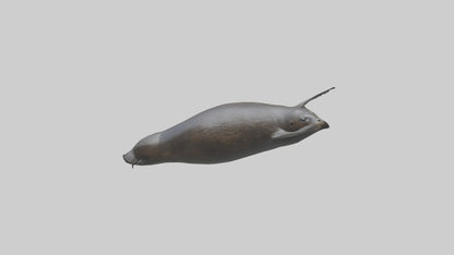 3D model Northern Fur Seal swimming model 2 VR / AR / low-poly
