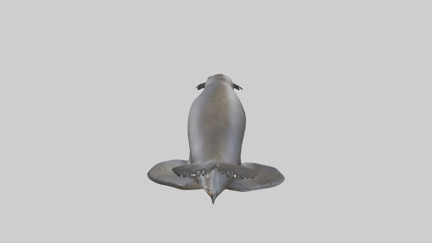 3D model Northern Fur Seal swimming model 2 VR / AR / low-poly