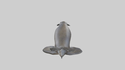 3D model Northern Fur Seal swimming model 2 VR / AR / low-poly
