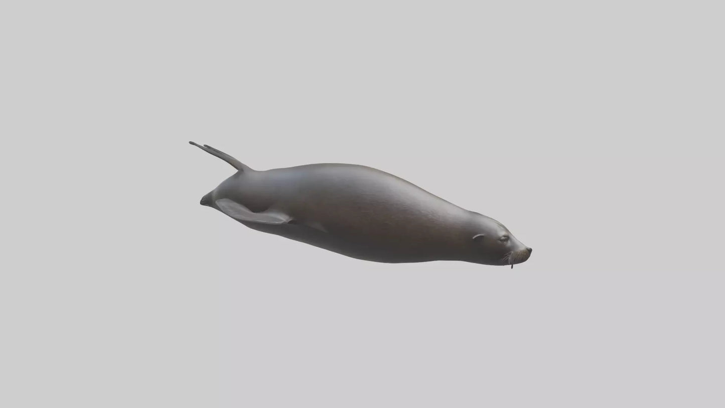 3D model Northern Fur Seal swimming model 2 VR / AR / low-poly