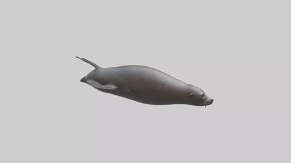 3D model Northern Fur Seal swimming model 2 VR / AR / low-poly