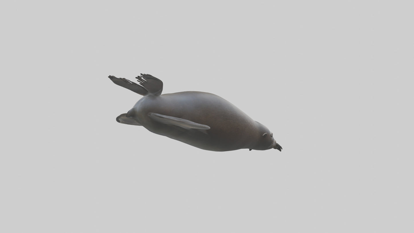 3D model Northern Fur Seal swimming model 2 VR / AR / low-poly