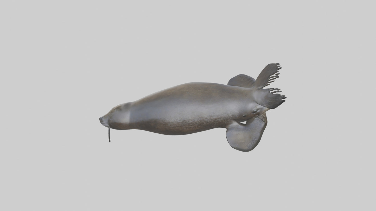 3D model Northern Fur Seal swimming model 2 VR / AR / low-poly