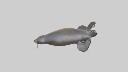 3D model Northern Fur Seal swimming model 2 VR / AR / low-poly