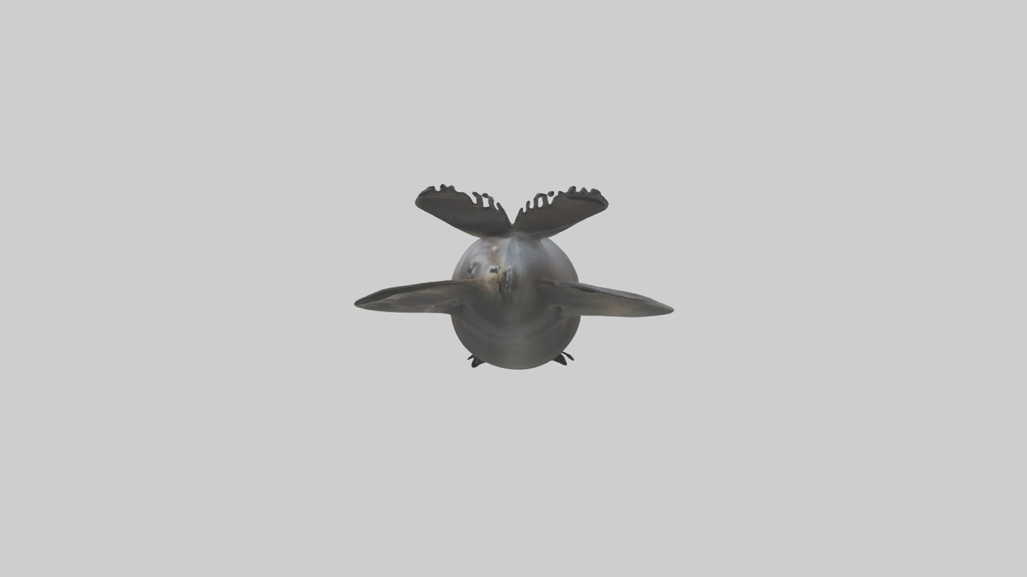 3D model Northern Fur Seal swimming model 2 VR / AR / low-poly