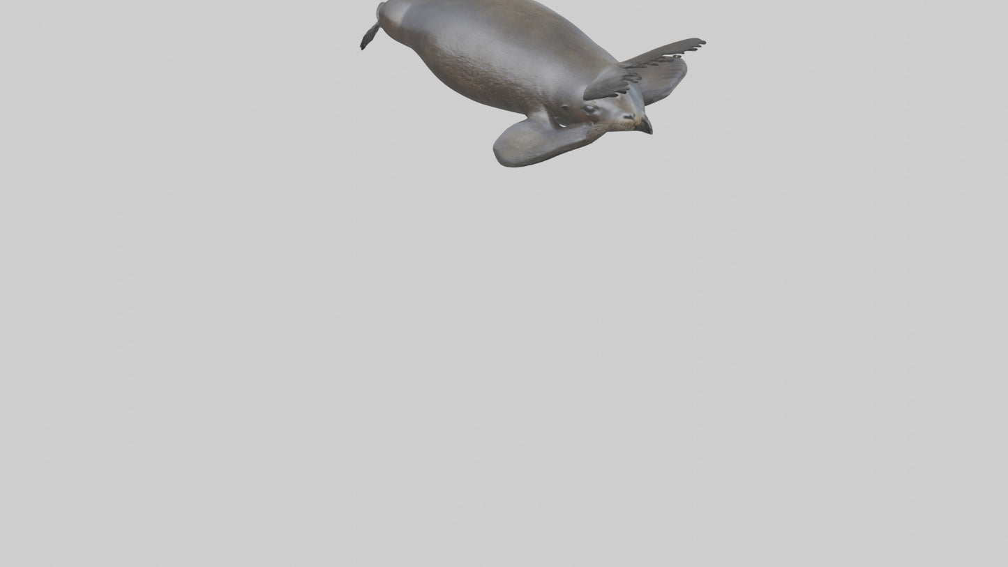 3D model Northern Fur Seal swimming model 2 VR / AR / low-poly