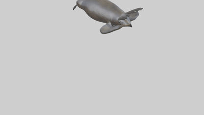 3D model Northern Fur Seal swimming model 2 VR / AR / low-poly