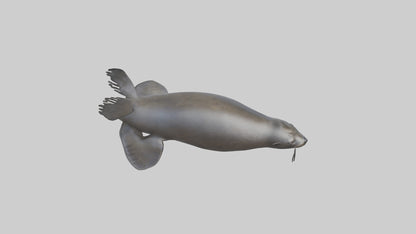 3D model Northern Fur Seal swimming model 2 VR / AR / low-poly