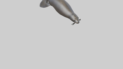 3D model Northern Fur Seal swimming model 2 VR / AR / low-poly