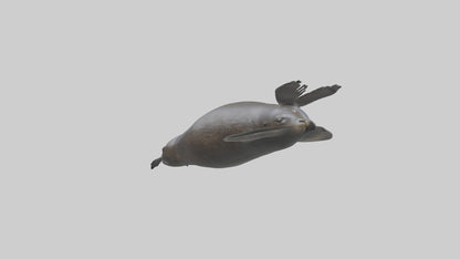 3D model Northern Fur Seal swimming model 2 VR / AR / low-poly