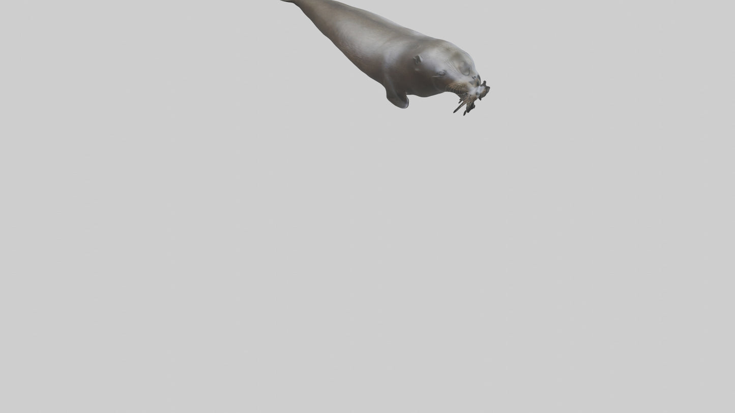 Northern Fur Seal swimming model VR / AR / low-poly