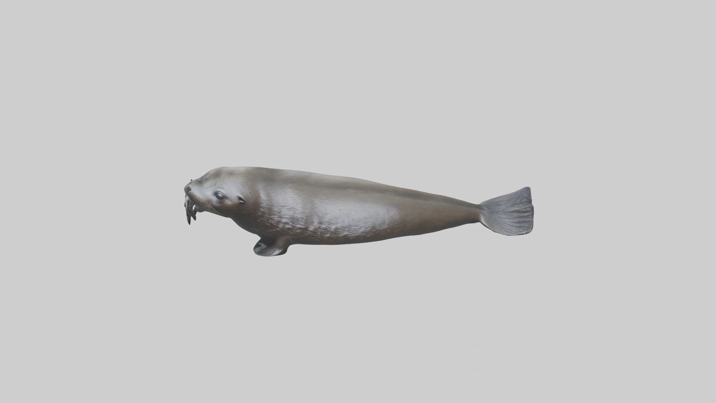 Northern Fur Seal swimming model VR / AR / low-poly