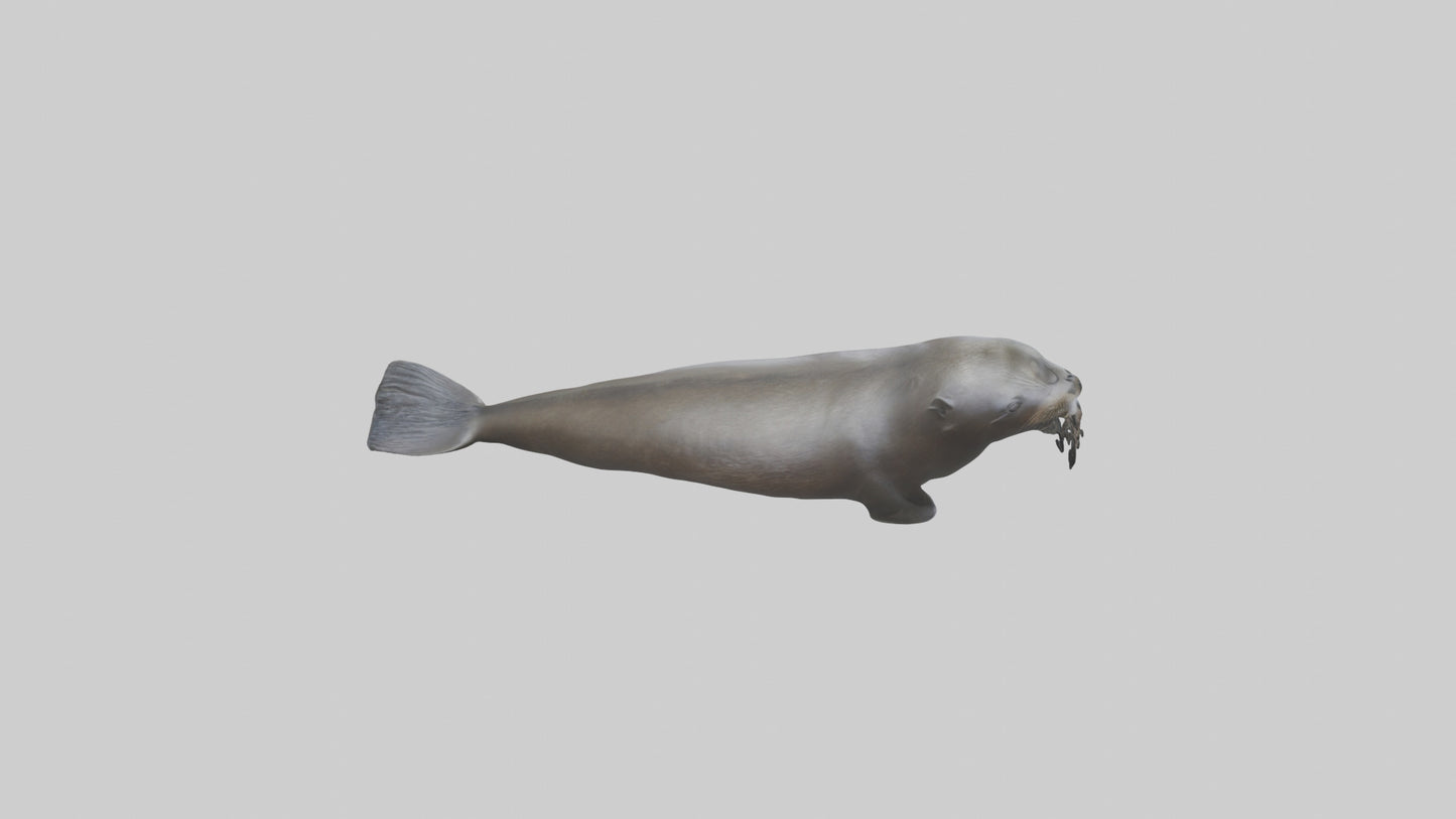 Northern Fur Seal swimming model VR / AR / low-poly