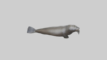 Northern Fur Seal swimming model VR / AR / low-poly