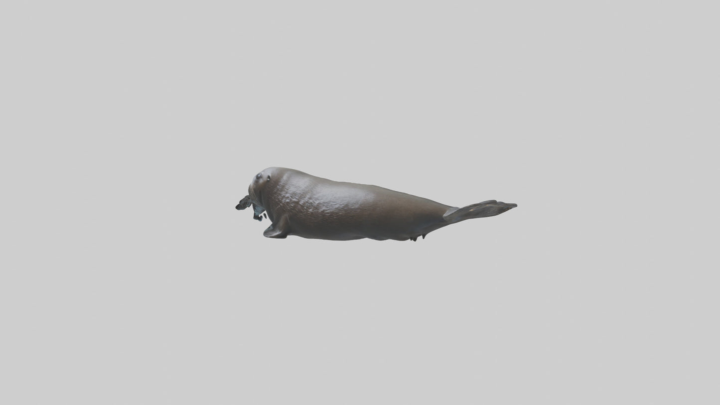 Northern Fur Seal swimming model VR / AR / low-poly
